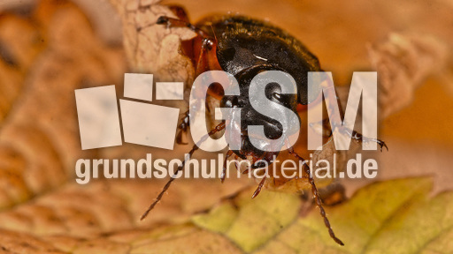 Behaarter Erdbeersamenlaufkäfer (5).jpg